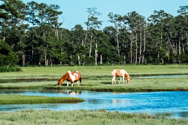 Assateague - 2024