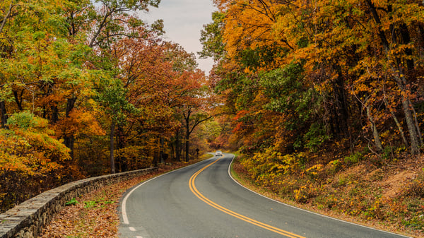 Shenandoah Fall - 2024