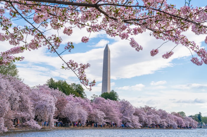 Cherry Blossoms - 2025